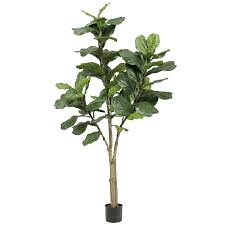 Ficus 90 cm