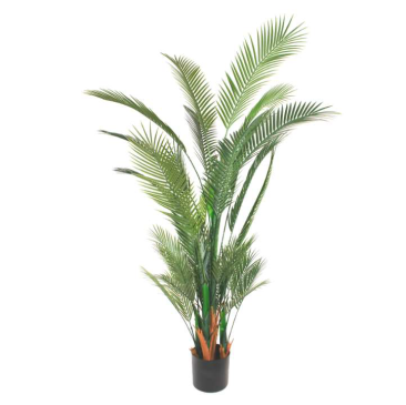 Goldencane palm 190 cm