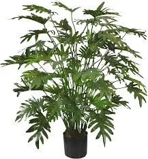 Philodendron 110 cm