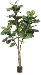 Ficus 180 cm