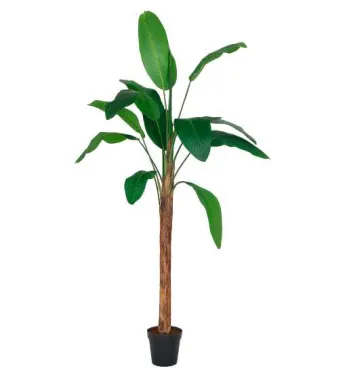Bananenplant 240 cm