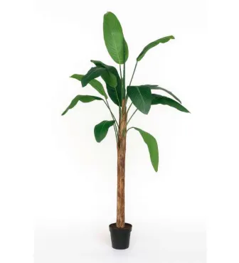 image007_1769432276.png