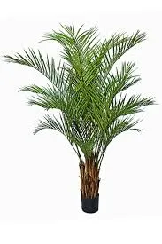 Goldencane palm 210 cm