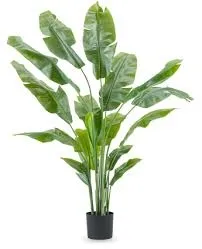 Strelitzia 180 cm