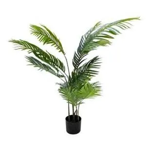 Goldencane palm 120 cm